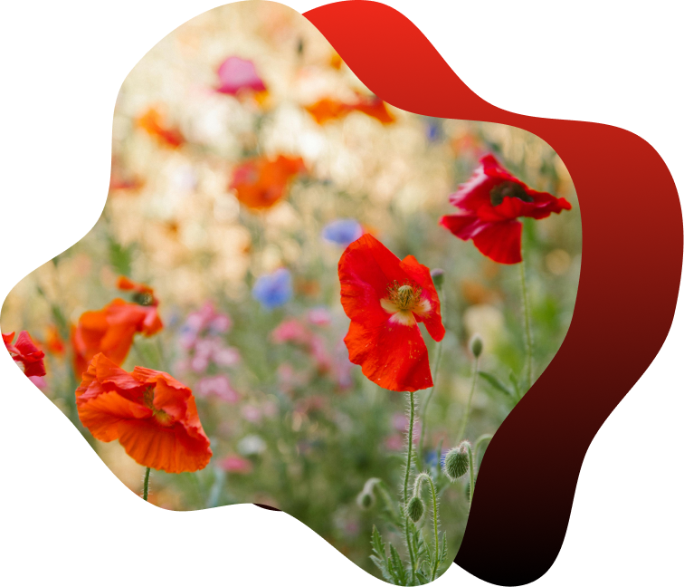 Blommor på en sommaräng